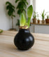 Black Waxed Amaryllis with White Flower