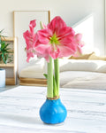 Blue Waxed Amaryllis with Pink Flower