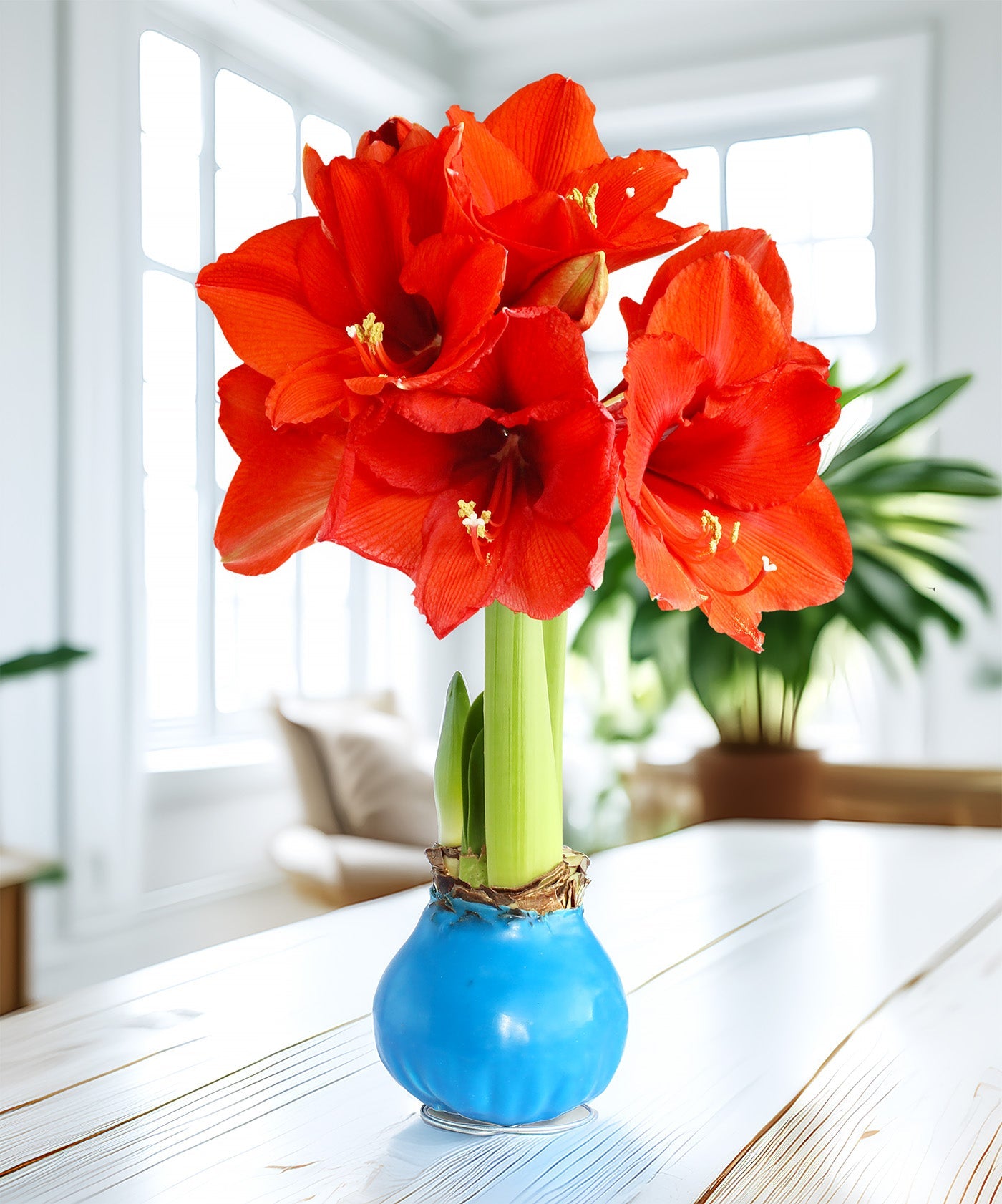 Blue Waxed Amaryllis with Red Flower