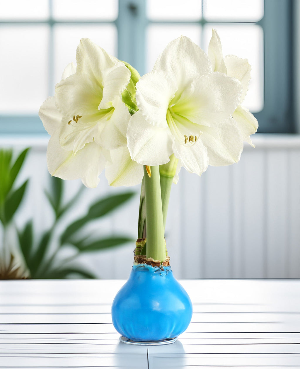 Blue Waxed Amaryllis with White Flower
