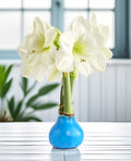 Blue Waxed Amaryllis with White Flower