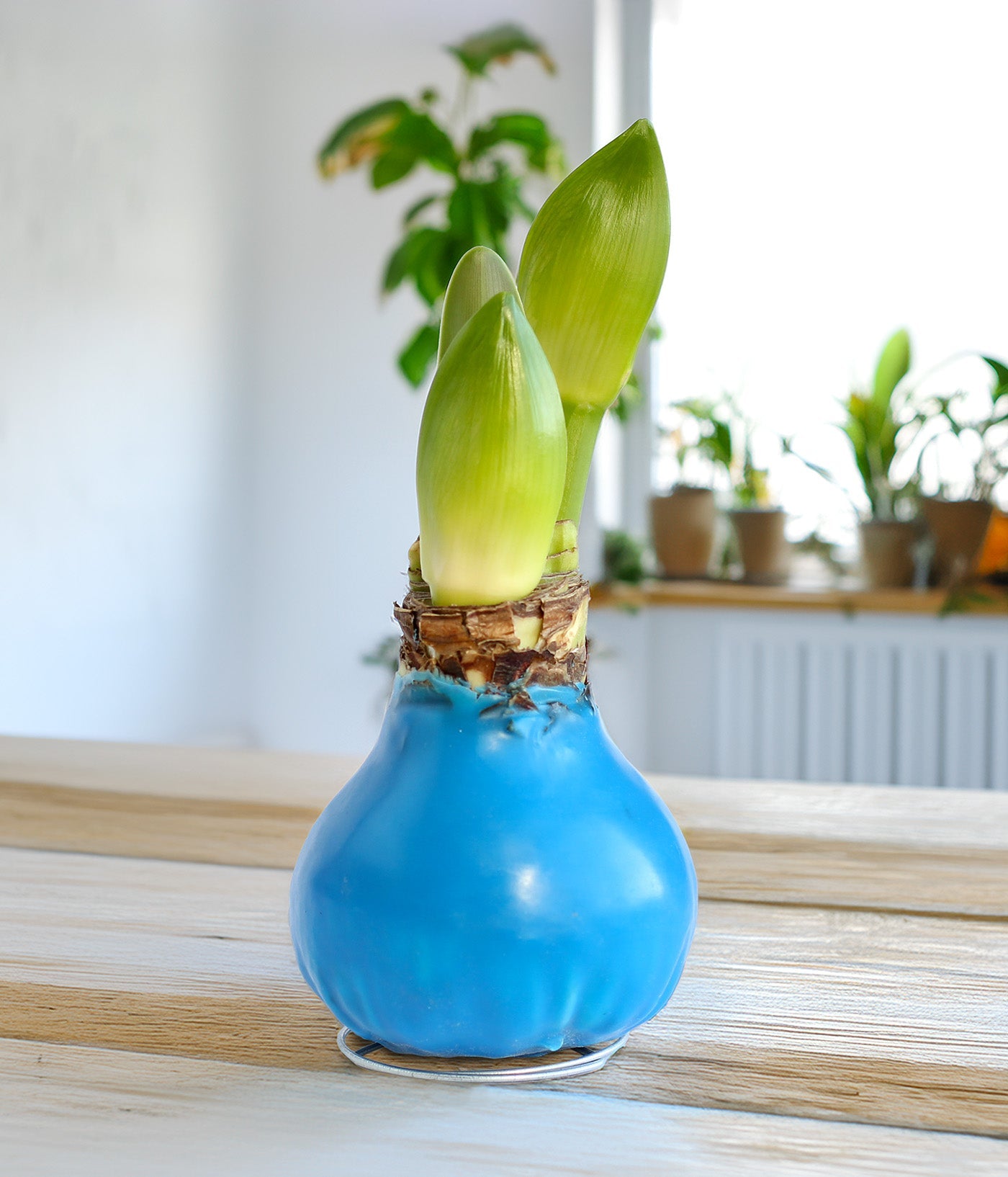 Blue Waxed Amaryllis with Red Flower
