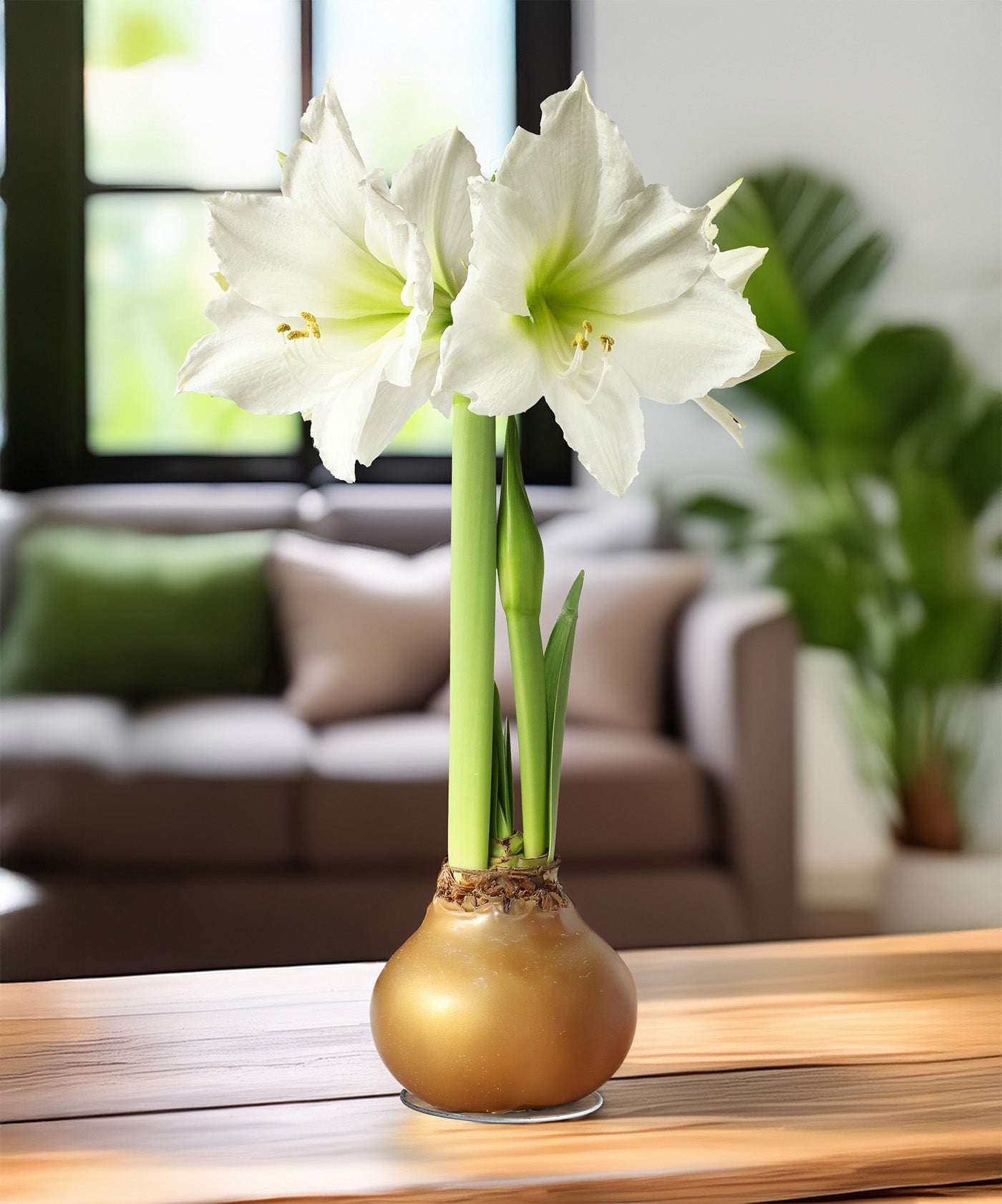 Gold Waxed Amaryllis with White Flower