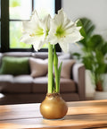 Gold Waxed Amaryllis with White Flower