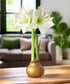 Gold Waxed Amaryllis with White Flower