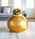 Gold Waxed Amaryllis with White Flower
