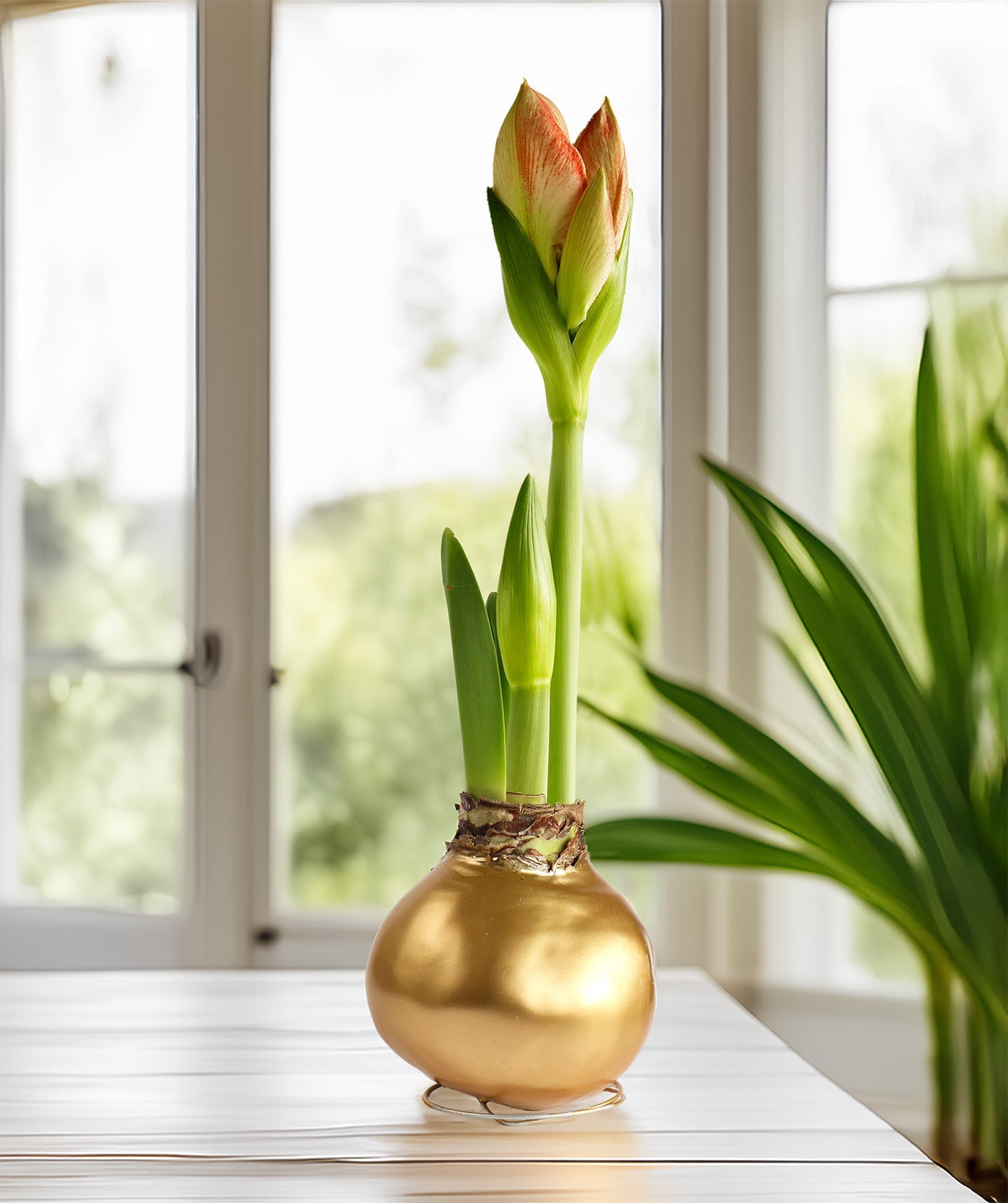 Gold Waxed Amaryllis with White Flower