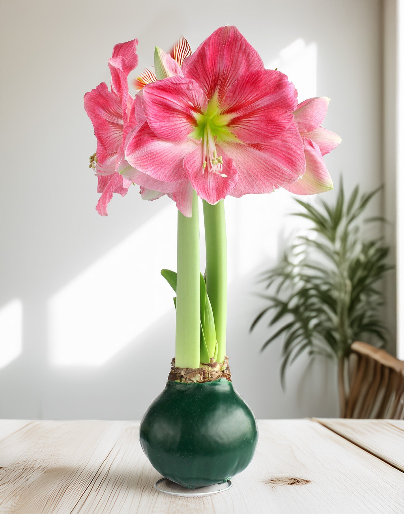 Green Waxed Amaryllis with Pink Flower