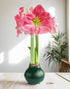 Green Waxed Amaryllis with Pink Flower