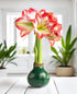 Green Waxed Amaryllis with Red and White Striped Flower