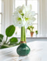Green Waxed Amaryllis Bulb with White Flower