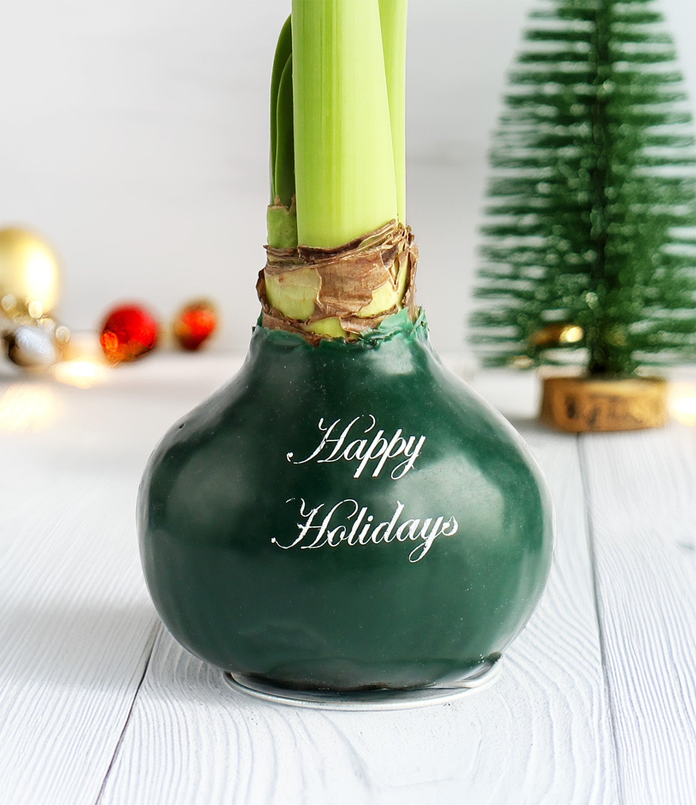 "Happy Holidays" Green Waxed Amaryllis with White Flower
