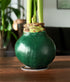 Green Waxed Amaryllis with Pink Flower