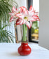 Red Waxed Amaryllis with Blossom Peacock Flower