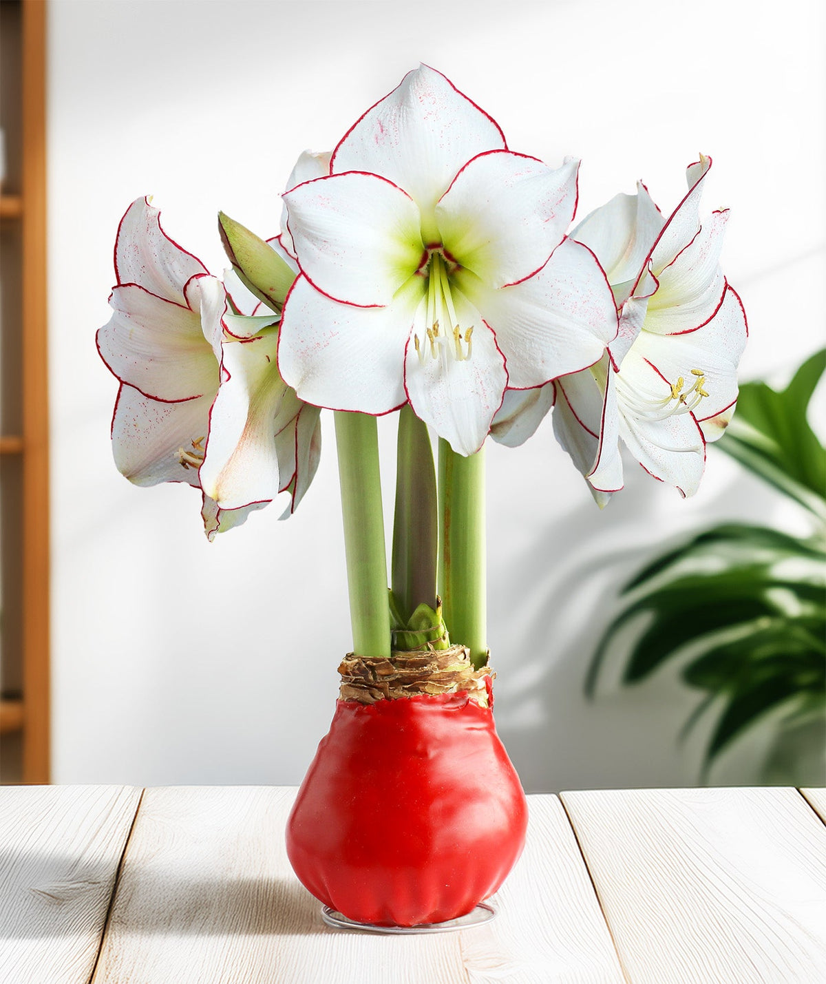 Red Waxed Amaryllis with Picasso Flower