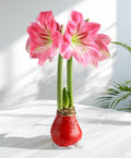 Red Waxed Amaryllis with Pink Flower