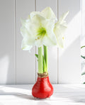 Red Waxed Amaryllis Bulb with White Flower