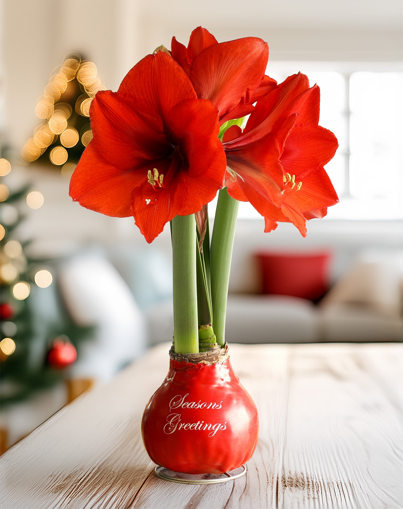 "Season's Greetings" Red Waxed Amaryllis Bulb with Red Flower