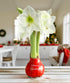 "Season's Greetings" Red Waxed Amaryllis with White Flower