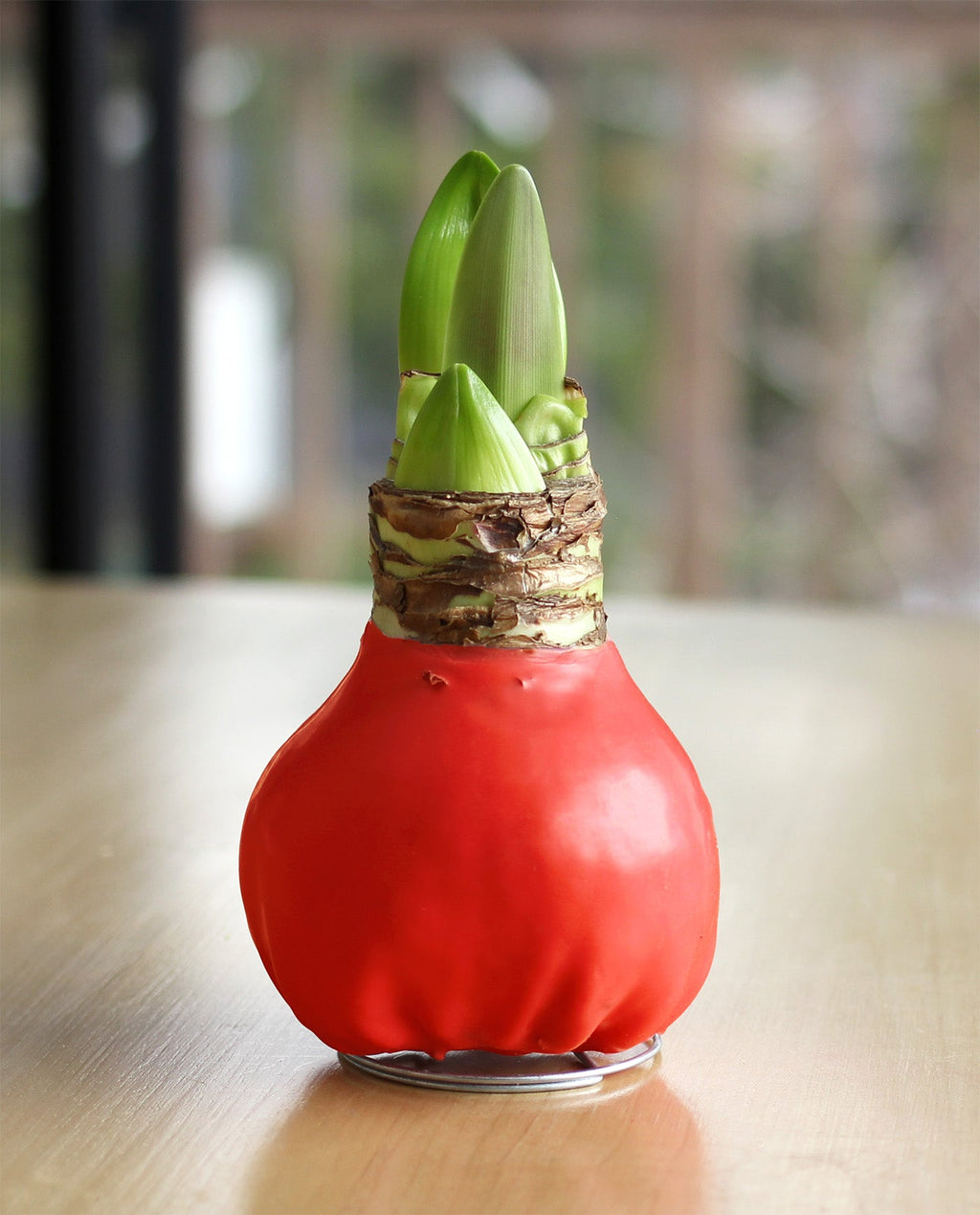 Red Waxed Amaryllis with Blossom Peacock Flower