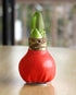Red Waxed Amaryllis with Blossom Peacock Flower