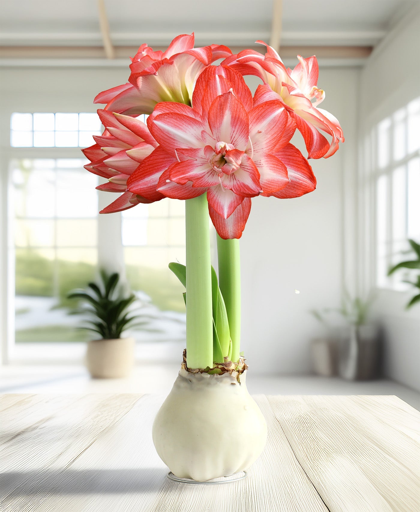 White Waxed Amaryllis with Blossom Peacock Flower