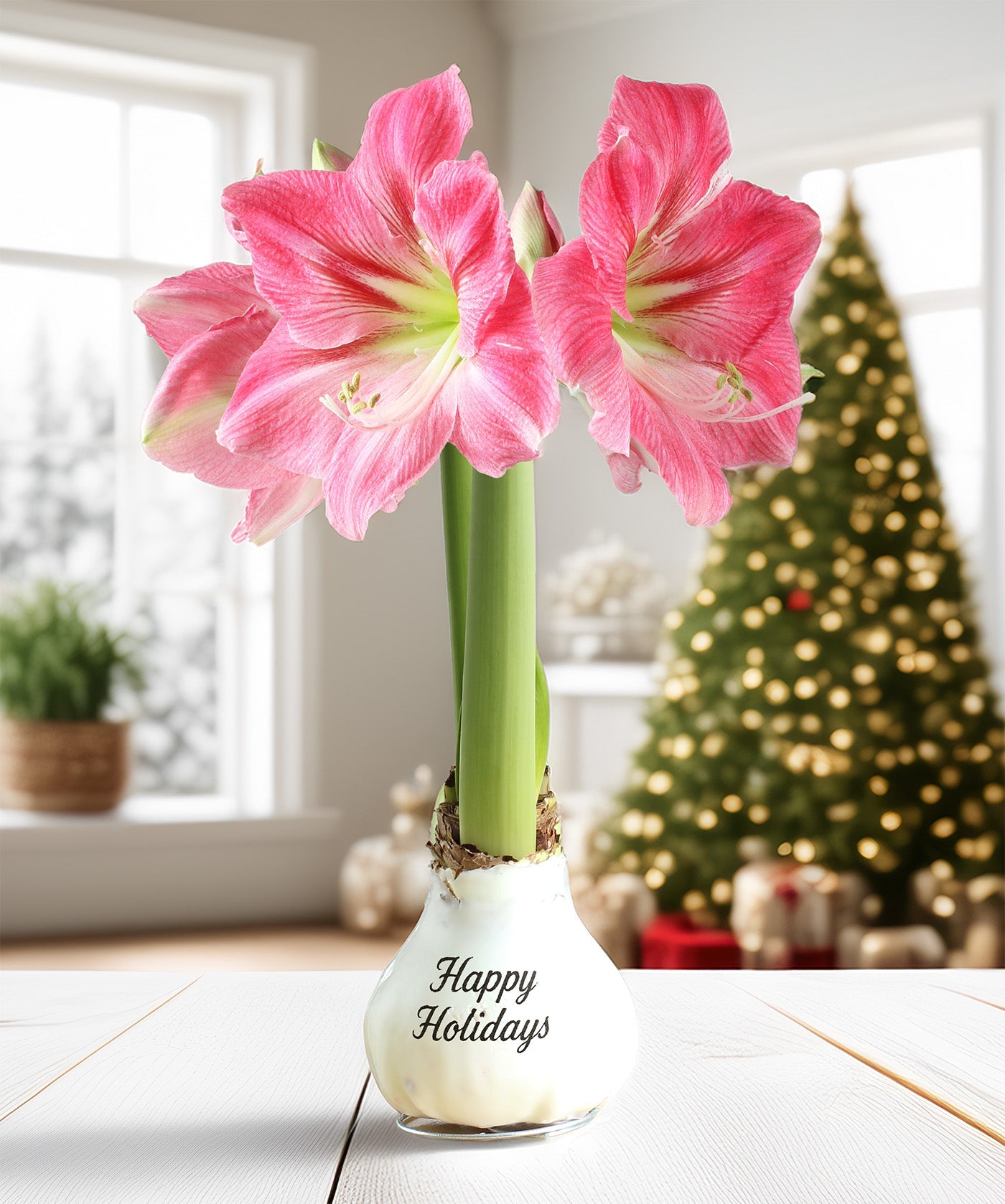 "Happy Holidays" White Waxed Amaryllis with Pink Flower