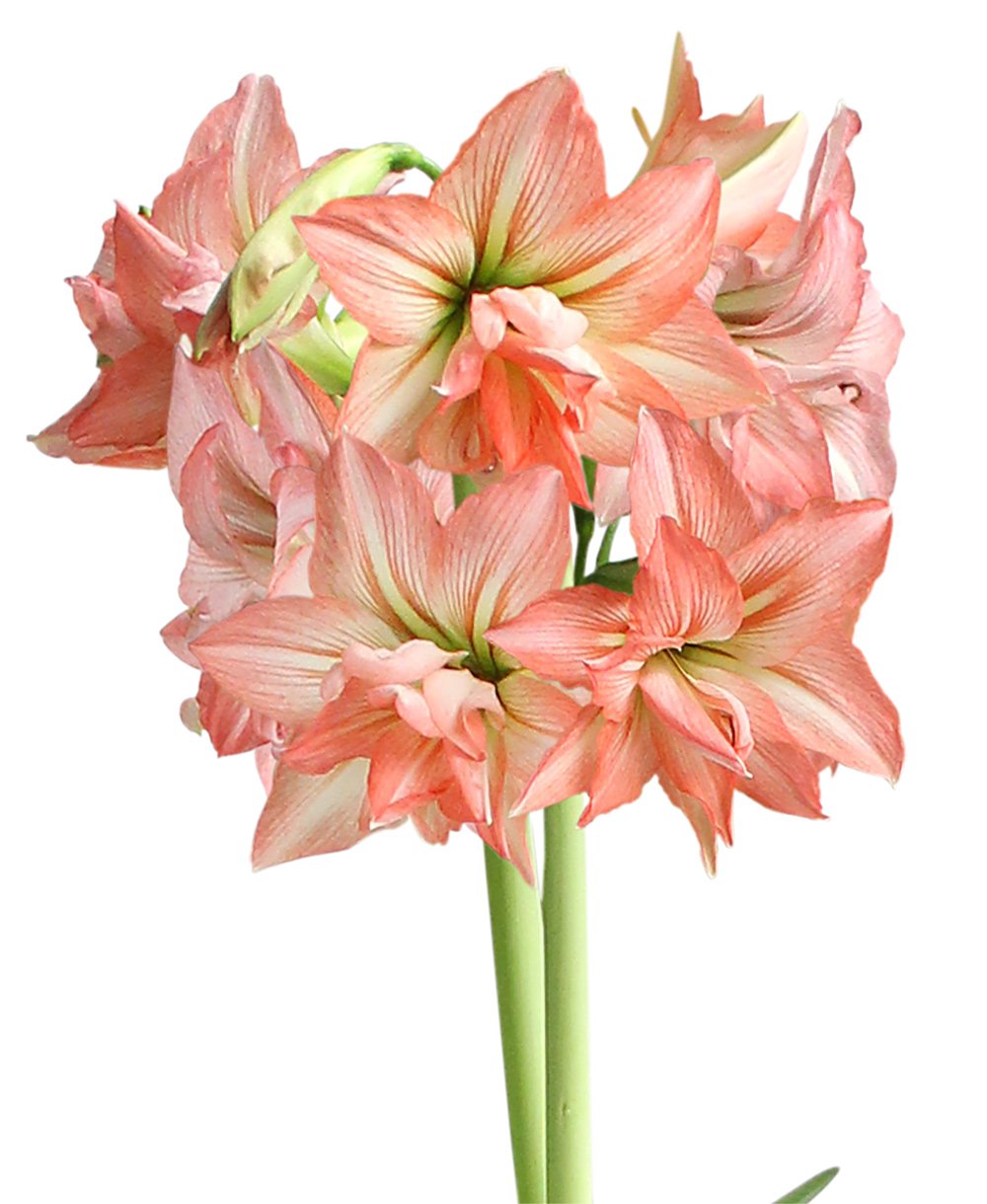 Zombie® Sonata Amaryllis - 16-20 cm bulb