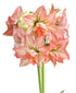Zombie® Sonata Amaryllis - 16-20 cm bulb