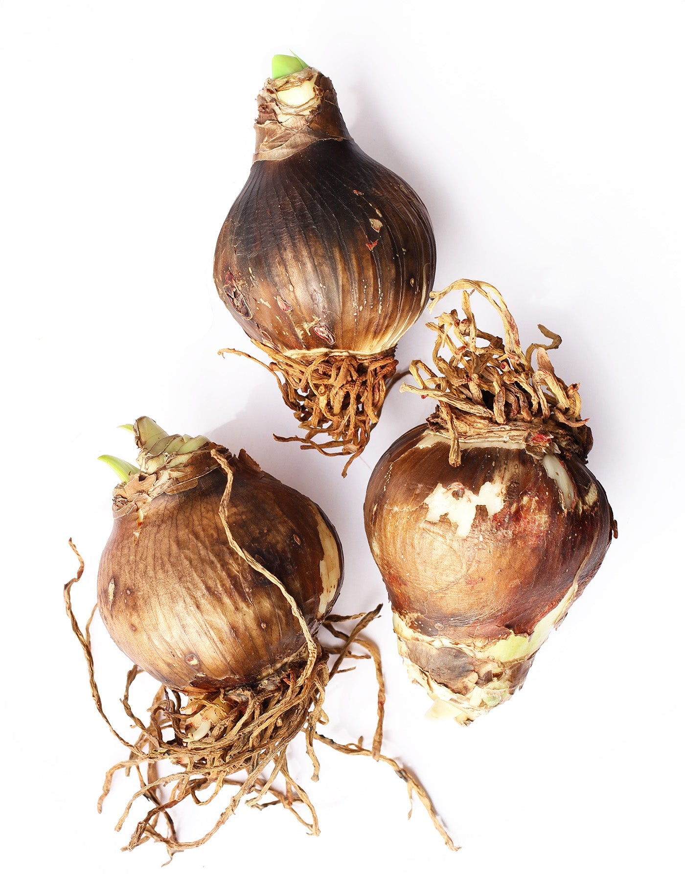 Amaryllis 3-Pack: Red/White