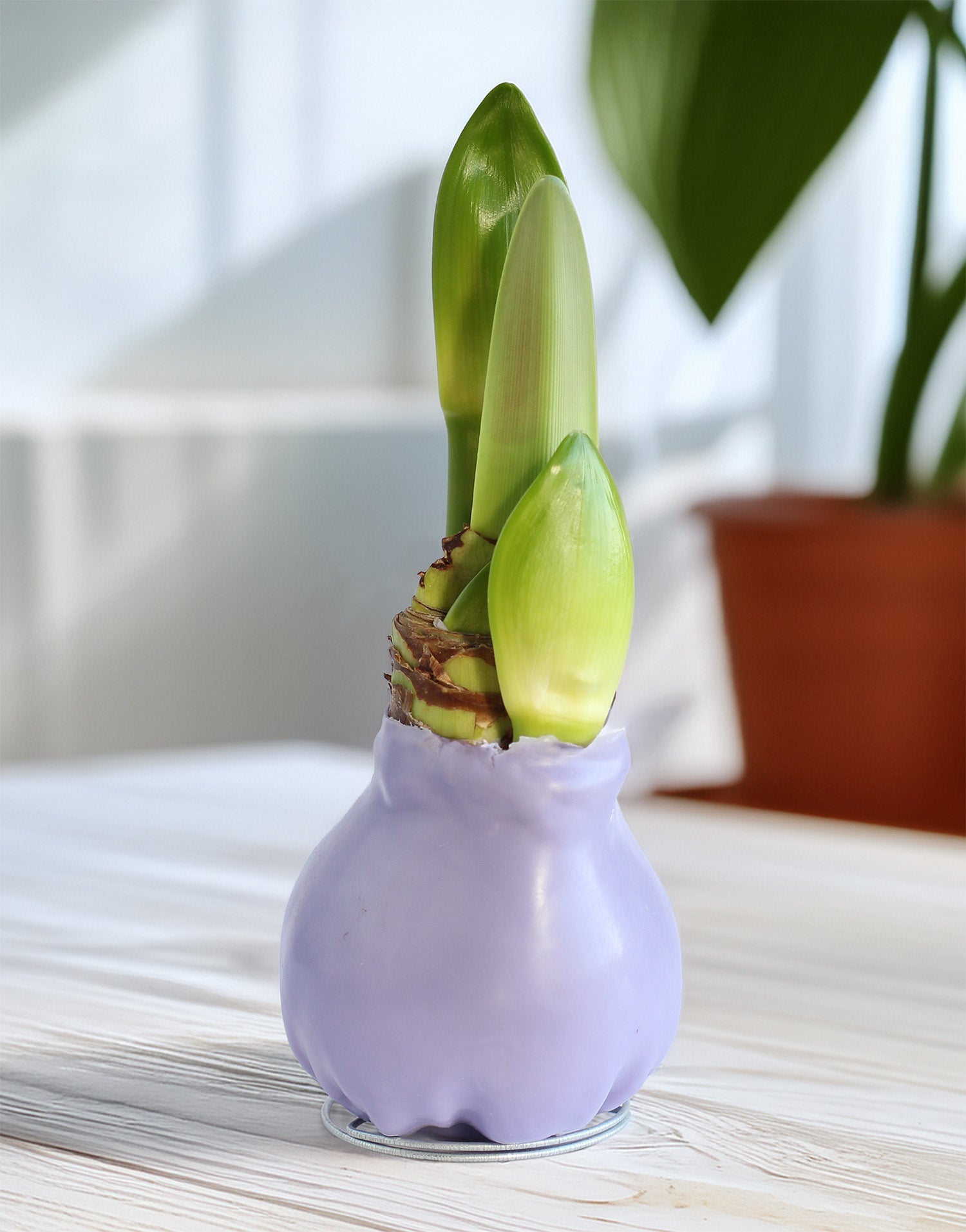 Jumbo Purple Waxed Amaryllis with White Flower