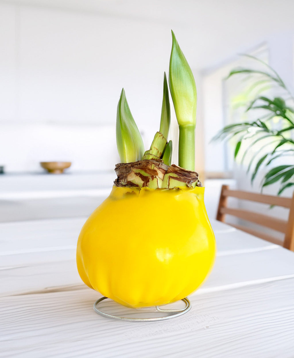 Jumbo Yellow Waxed Amaryllis with Red and White Striped Flower