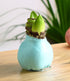 Jumbo Light Blue Waxed Amaryllis with Red and White Striped Flower