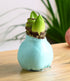 Jumbo Light Blue Waxed Amaryllis with White Flower