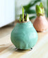 Jumbo Light Green Waxed Amaryllis with White Flower