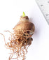 hot_lips_amaryllis_-_1_bulb