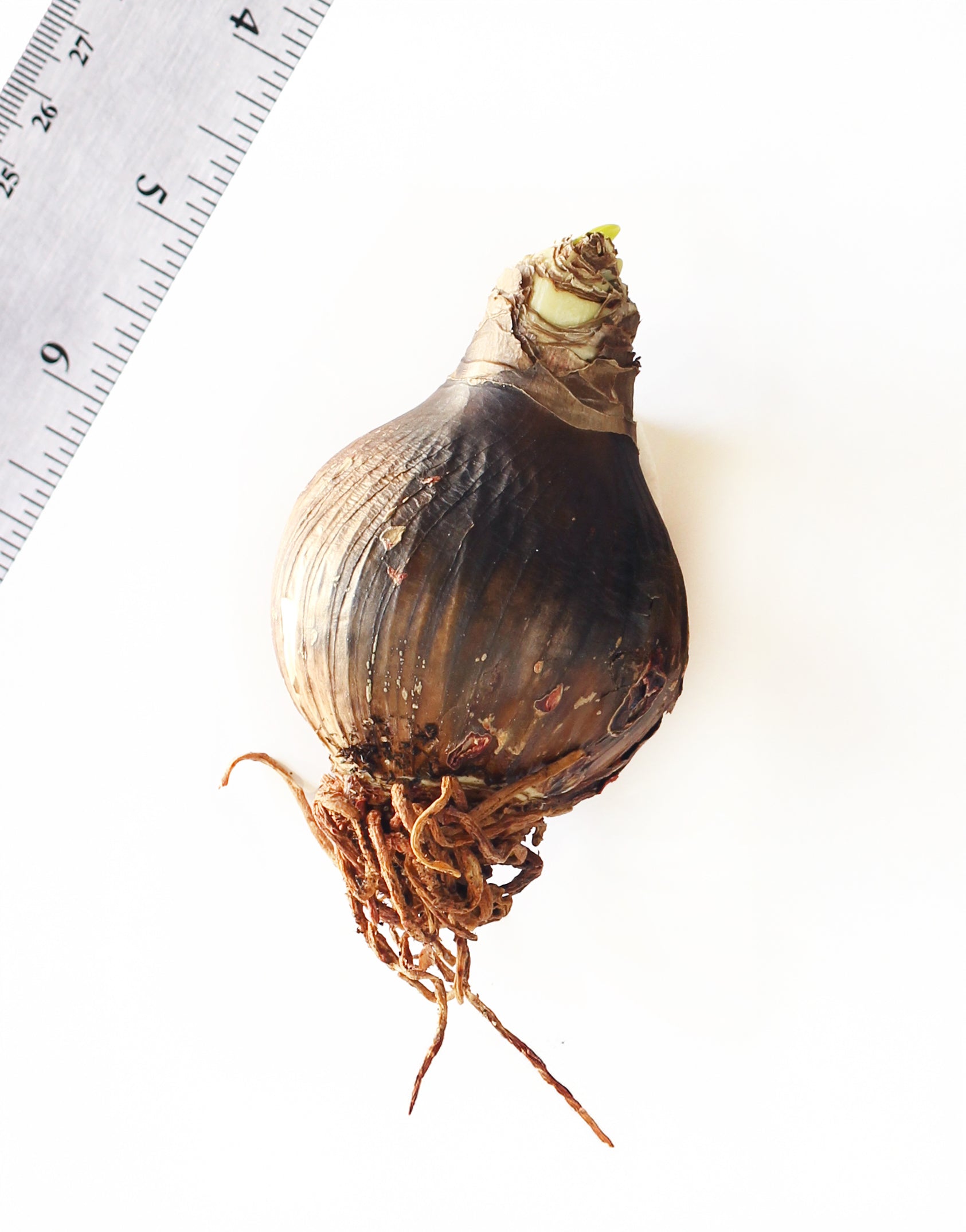 joker®-mini-amaryllis-bulb