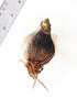 joker®-mini-amaryllis-bulb