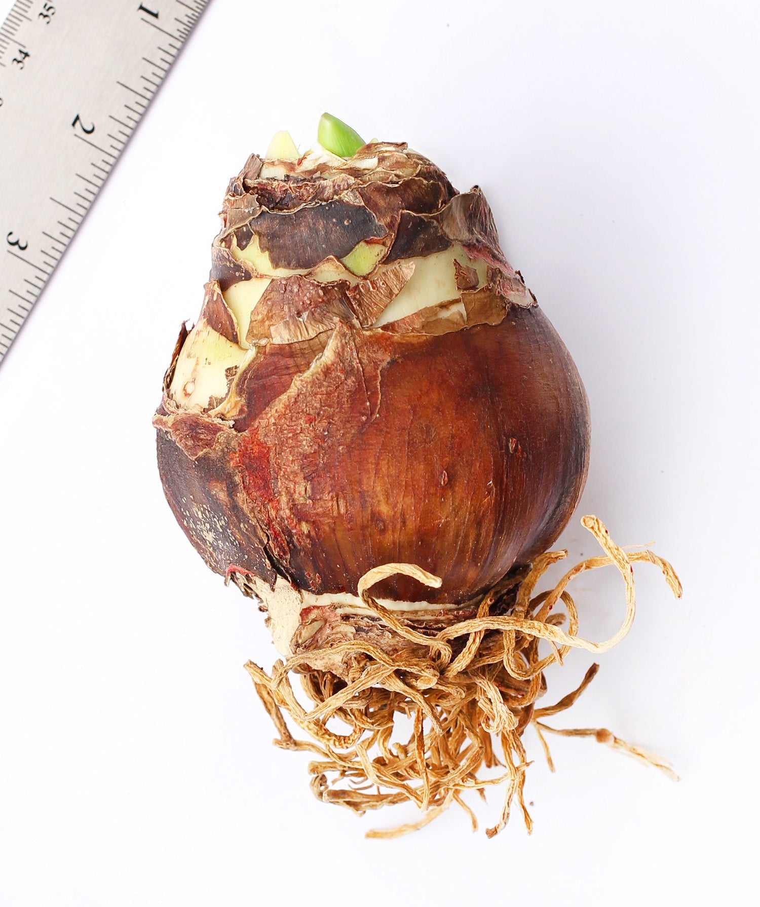 Tika Disco Amaryllis - 28-32 cm bulb