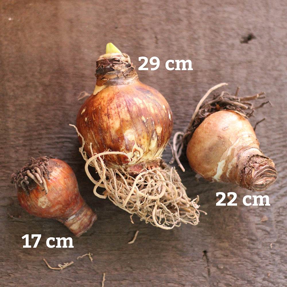 picotee-amaryllis-bulb