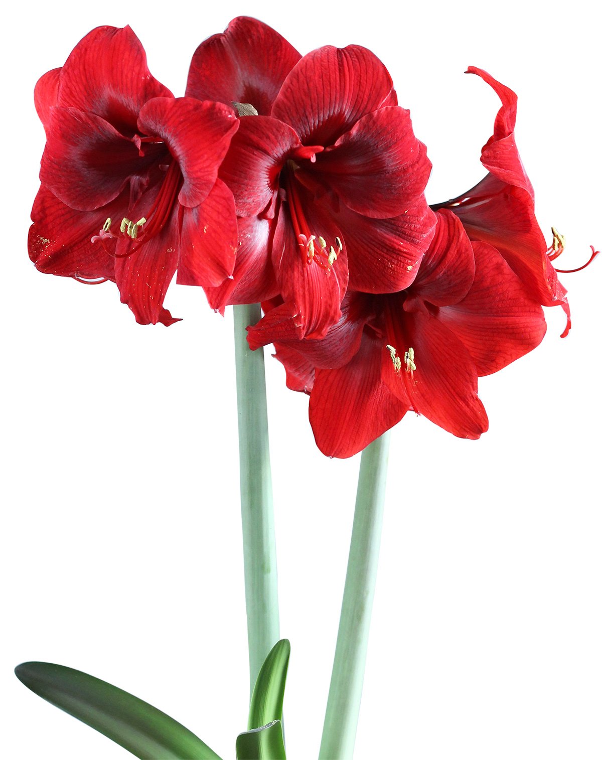 TNT® Sonata Amaryllis - 20-24 cm bulb