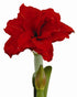 Inferno® Symphony Amaryllis - 26-28 cm bulb