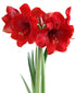 Miracle® Symphony Amaryllis