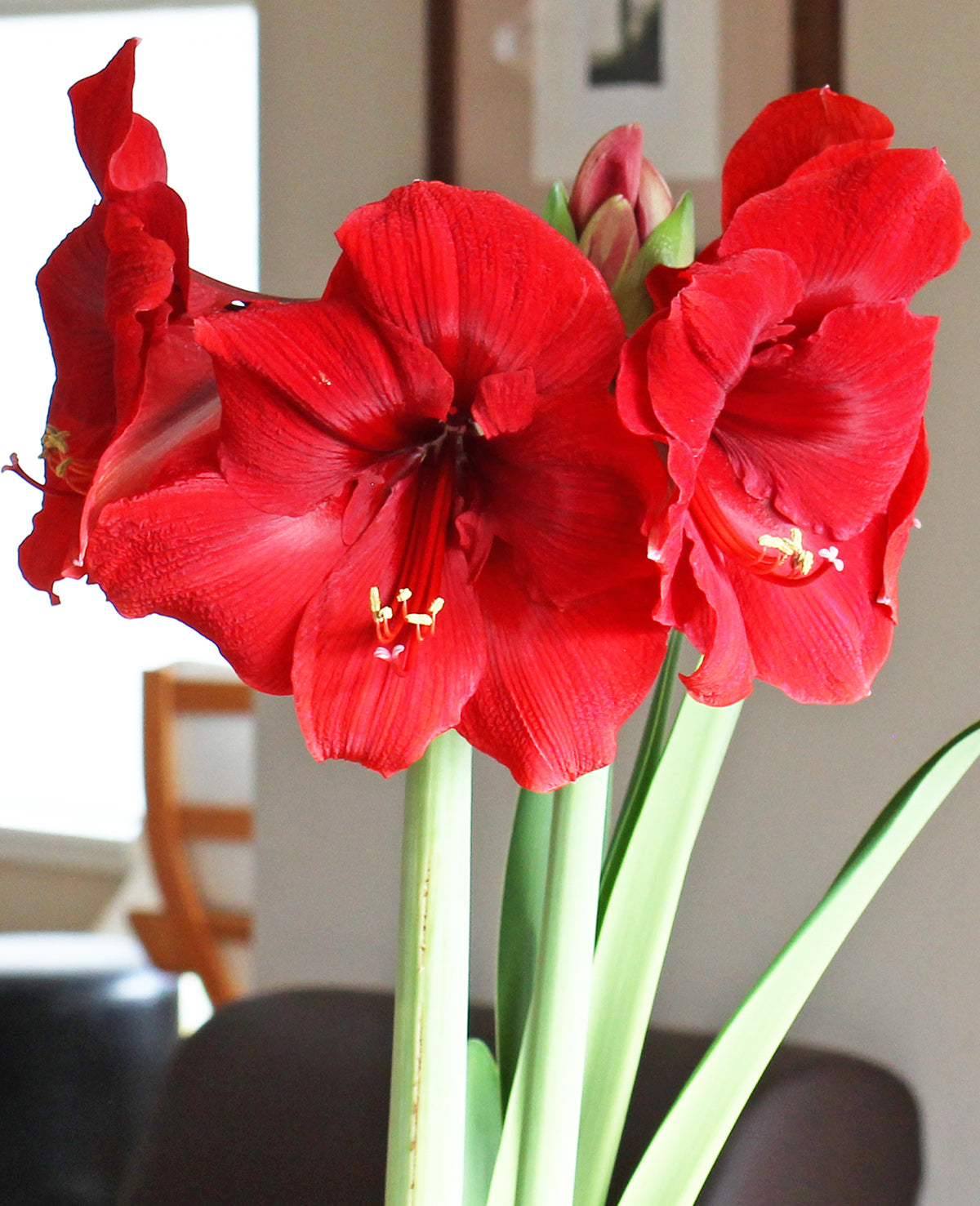 Miracle® Symphony Amaryllis