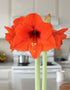 orange-sovereign-amaryllis-bulb