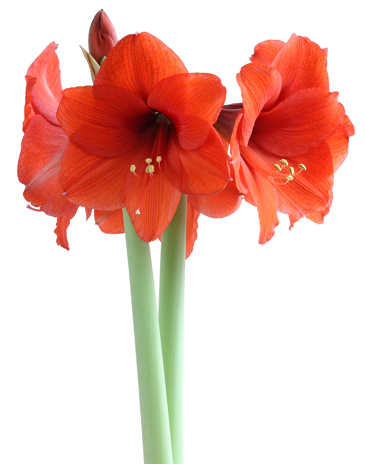 Orange Sovereign Amaryllis - 22-26 cm bulb