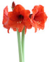Orange Sovereign Amaryllis - 22-26 cm bulb