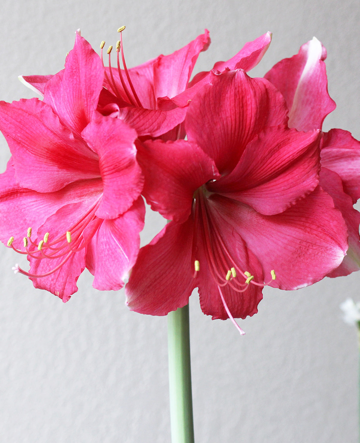 Pink Jumbo Amaryllis