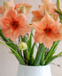 rilona-amaryllis-bulb