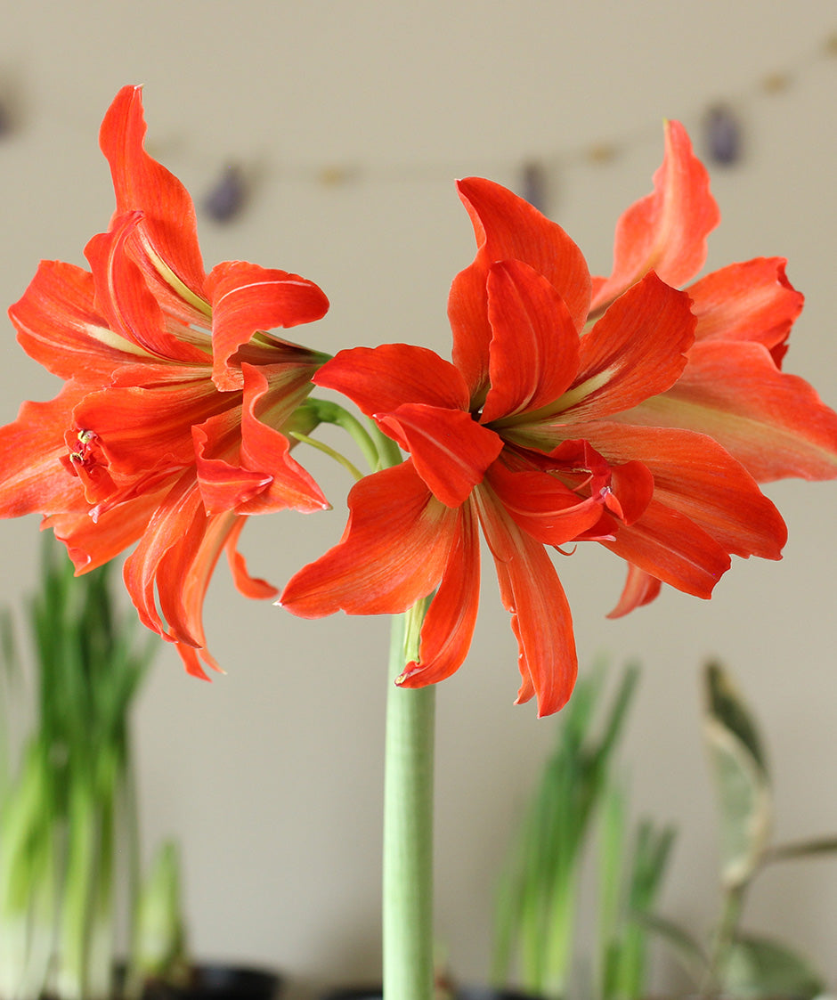 samburu®-mini-amaryllis-1-bulb